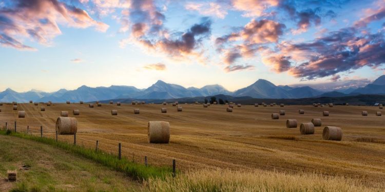 Canada’s Left Is Pushing Some Albertans To See the Benefits of Secession