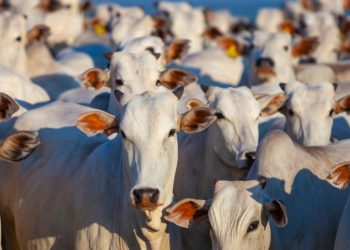 From Livestock to Bitcoin: “Legitimacy” and the Evolution of Money