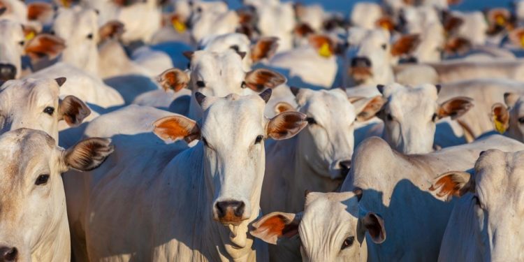 From Livestock to Bitcoin: “Legitimacy” and the Evolution of Money