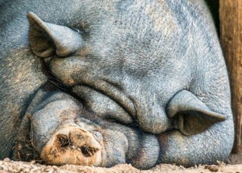 The Roots of “Anticapitalism”