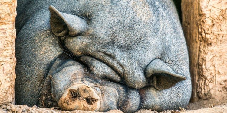 The Roots of “Anticapitalism”