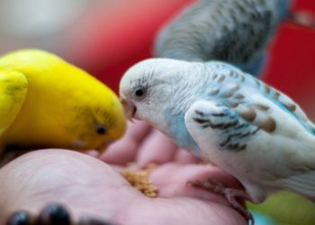 Biden’s Rescue Act Targets Americans’ Freedoms