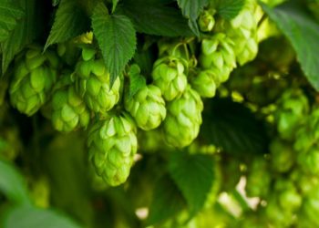 Beer: A Short and Bitter History of Regulation