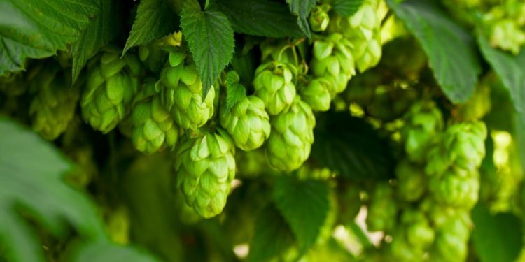 Beer: A Short and Bitter History of Regulation