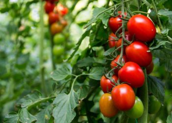 Savings Are the Foundation of Economic Growth