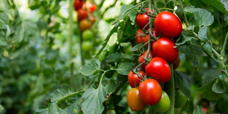 Savings Are the Foundation of Economic Growth