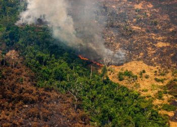 Is it too late to save the Amazon rainforest?