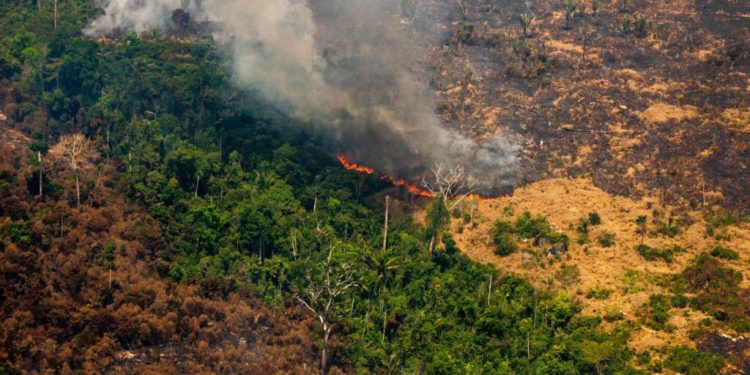 Is it too late to save the Amazon rainforest?