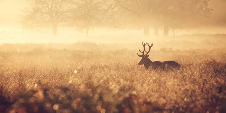 Many Tribal Hunting and Foraging Grounds Were Private Property