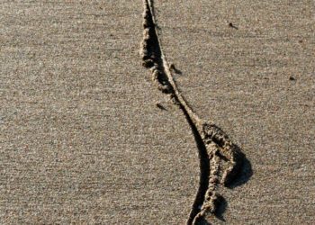 The Prospects for Soft Secession in America