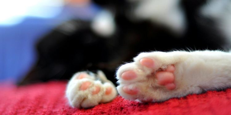 Critical Race Theory Is a Direct Attack on Market Freedom