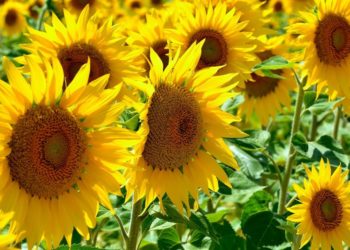 Vaccine Mandates: Who Will Comply, and Why?