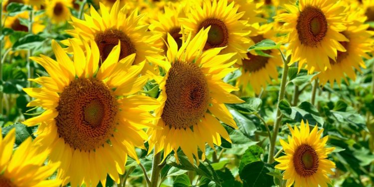 Vaccine Mandates: Who Will Comply, and Why?