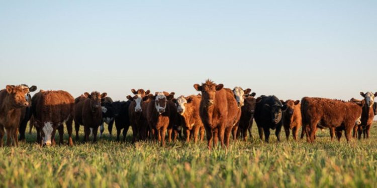 How Fiat Money Made Beef More Expensive