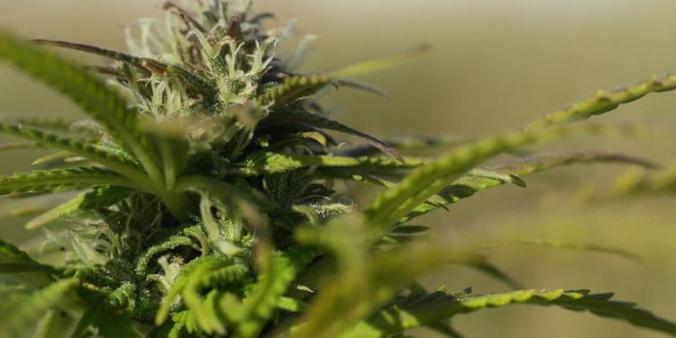 Nullification Works: Republicans Look to Legalize Marijuana as States Ignore Federal Drug War