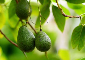 The Avocado Ban Shows the High Cost of Nontariff Protectionism