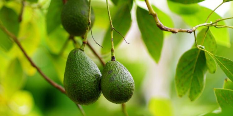 The Avocado Ban Shows the High Cost of Nontariff Protectionism