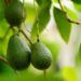 The Avocado Ban Shows the High Cost of Nontariff Protectionism
