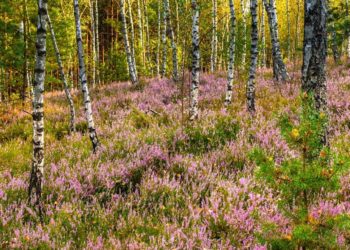 Markets and Private Property, Not Government, Protect the Environment