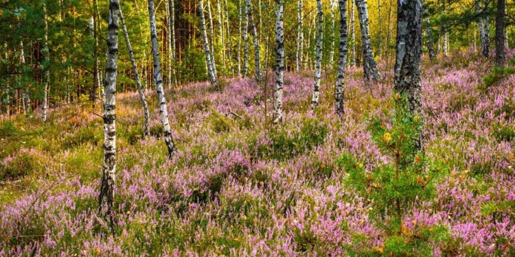 Markets and Private Property, Not Government, Protect the Environment