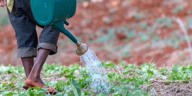 Cultural Traits and Work Ethic: Human Capital Matters