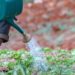 Cultural Traits and Work Ethic: Human Capital Matters
