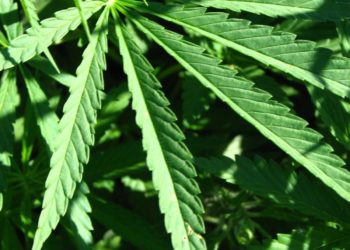 144 Million Americans Now Live in States with Legal Recreational Marijuana