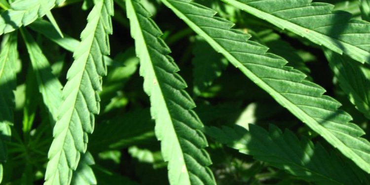 144 Million Americans Now Live in States with Legal Recreational Marijuana