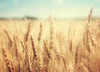 Government Intervention Is Fueling Food Shortages