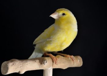 The Canaries in the Coal Mines Are No Longer Singing