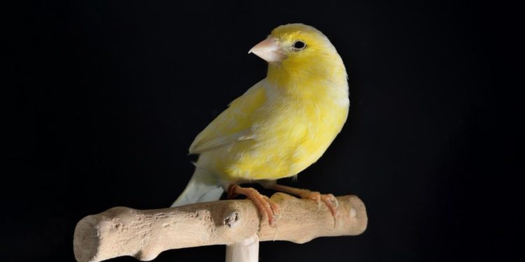 The Canaries in the Coal Mines Are No Longer Singing