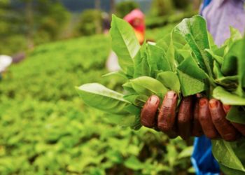 Green Myths and Hard Realities: Sri Lanka as a Warning