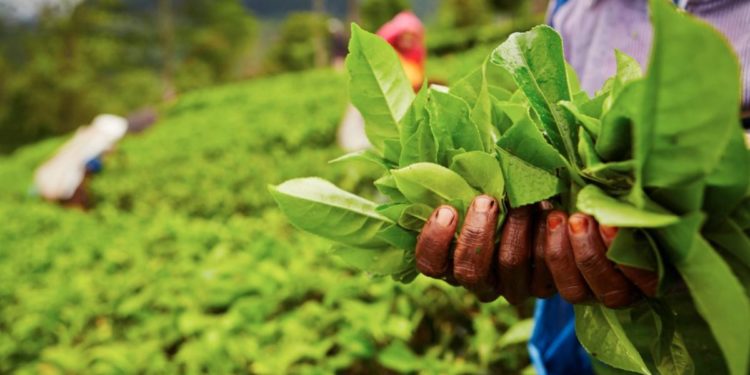 Green Myths and Hard Realities: Sri Lanka as a Warning