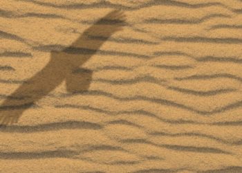 America’s Secret Government by Proxy