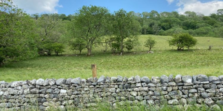 The Enclosure Movement and the Agricultural and Industrial Revolutions