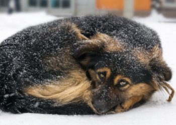 Eat or Heat: Europeans Already Are Facing Previously Unthinkable Dilemmas