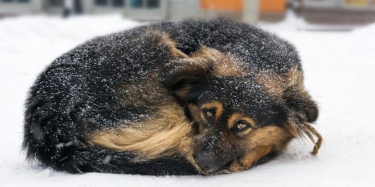 Eat or Heat: Europeans Already Are Facing Previously Unthinkable Dilemmas