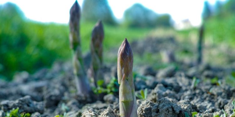 Environmental and Political Elites Are Destroying Food Production for “Climate” Goals