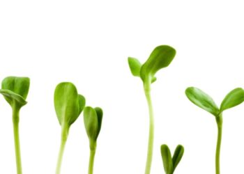 Can a Free Market Economy Be Trusted to Recover on Its Own?