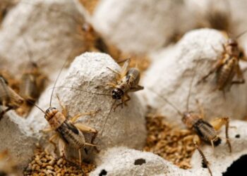 Multinational Agrichemical Corporations and the Great Food Transformation