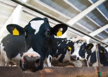 Forget Oil. Now They Are Coming for the Cows