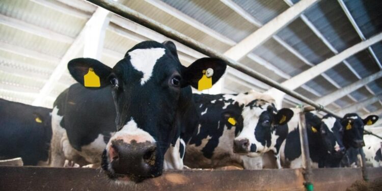 Forget Oil. Now They Are Coming for the Cows