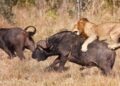You’ve Got to Be Kidding: Nussbaum Demands Animals Stop Eating Each Other