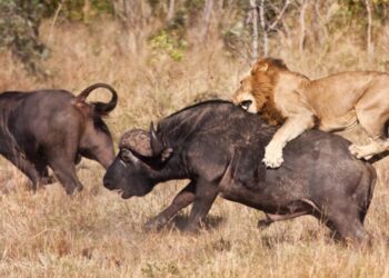 You’ve Got to Be Kidding: Nussbaum Demands Animals Stop Eating Each Other