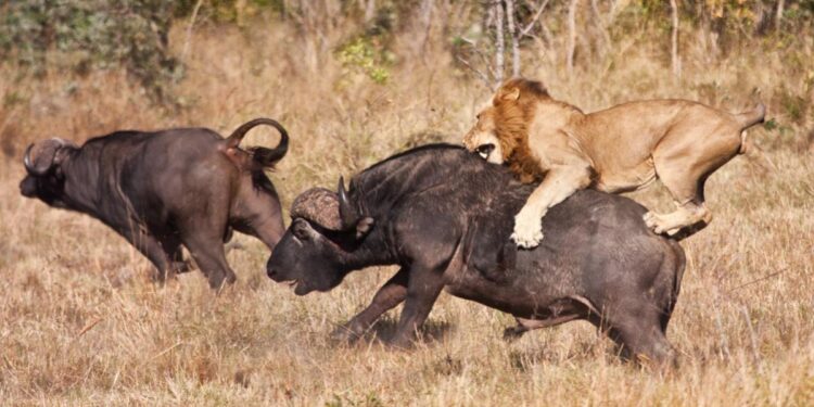 You’ve Got to Be Kidding: Nussbaum Demands Animals Stop Eating Each Other