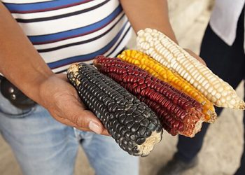 Navigating the Ma(i)ze of Mexico’s GM Corn Ban