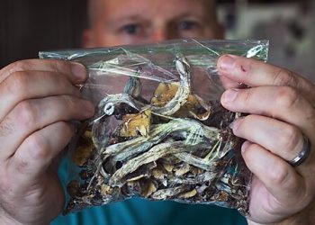 Governor Newsom Bars Californians from Self-Medicating with Psychedelics