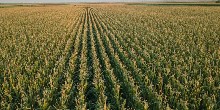 America’s Corn Crop Comes from “Corny” Subsidies