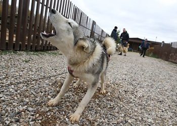 Man’s 21st Century Best Friend: AI Tools Will Empower Expression if We Keep the Government Away