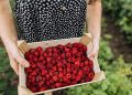 Senator Warren Is Way Off on Raspberries—and Americans’ Living Standards